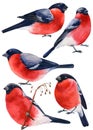 Set of forest birds, watercolor bullfinches on a white background, drawing winter bird Royalty Free Stock Photo