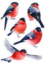 Set of forest birds, watercolor bullfinches on a white background, drawing winter bird