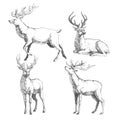 Set of forest deers. Vector hand drawn illustration with wild an