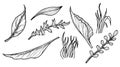 Set of forest Leaves. Hand drawn vector illustration of woodland plants in line art style. Engraved drawing painted by Royalty Free Stock Photo