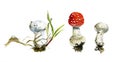 The set forest mushrooms, agaric and raincoats, watercolor painting