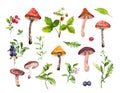 Set of forest mushrooms, berries, grass and wild flowers. Botanical watercolor plants, fungus of woodland. Hand painted Royalty Free Stock Photo