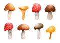 Set of forest mushrooms isolated on white background Royalty Free Stock Photo