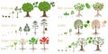 Set of forest tree growth cycles on a white background.