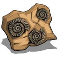 Set of fossilized shell of Ammonite isolated on a white background. Vector cartoon close-up illustration. Royalty Free Stock Photo