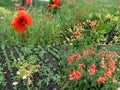 A set of four agriculture photos of the poppies that grew on the field and dried up from weed control means