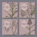 Set of four banners with Asian rice, Proso millet, corn and sorghum color sketch. Royalty Free Stock Photo