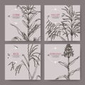Set of four banners with Asian rice, Proso millet, corn and sorghum sketch. Royalty Free Stock Photo