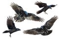 Set four black birds flying raven isolated on white background Corvus corax. Halloween