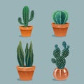 Set of four cactus in flower pot. Home plants