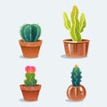 Set of four cactus in flower pot.