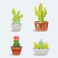 Set of four cactus in flower pot. Home plants