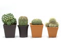 Set of four cactus isolated on white background - Image,Copy space,Closeup