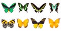 Set of four colorful and beautiful butterflies Royalty Free Stock Photo