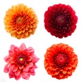A set of four colorful dahlia flowers isolated on white background. Royalty Free Stock Photo