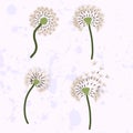 Set of four dandelion with flying seeds.