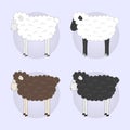Set of four different color sheep Royalty Free Stock Photo