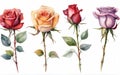 Set of four different colors roses on white background, watercolor illustration. Royalty Free Stock Photo