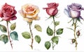 Set of four different colors roses on white background, watercolor illustration. Royalty Free Stock Photo