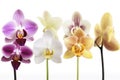 Set of four different orchid branches with flowers on a white background Royalty Free Stock Photo