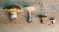 Set of four edible mushrooms (white, boletus, suillus, russula)