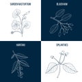 Set of four hand drawn eatable and medicinal plants Royalty Free Stock Photo