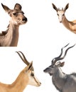 Set of four headshots of different antelopes