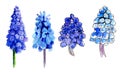 Set of four illustrations of watercolor flowers. Muscari in watercolor. spring blue flowers