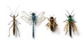Diverse insect collection featuring stick insect, dragonfly, honeybee, and ichneumon wasp Royalty Free Stock Photo