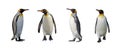 King penguins isolated Royalty Free Stock Photo