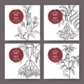 Set of four labels with blueberry, cranberry, elderberry and rowan branch sketch.