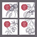 Set of four labels with sweet chestnut, common hazel, almond and cashew branch and nuts sketch. Culinary nuts series.