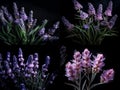 a set of four lavender on a black background, an isolated background, fabric