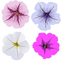 Set of four petunia flowers