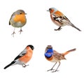 Set of four photographs of birds, bullfinch, Chaffinch, Robins a Royalty Free Stock Photo