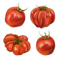 A set of four ripe red juicy tomatoes on white background. Digital illustration. Farmer\'s harvest of healthy vegetables