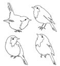 Set of four robin birds, freehand outline vector