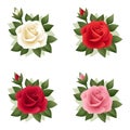 Set of four roses of various colors. Illustration.