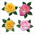 Set of four roses