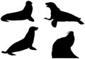 Sea Lions silhouettes in black on white background