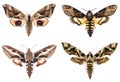 Set of four Sphingidae hawk-moths Royalty Free Stock Photo