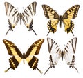 Set of four swallowtail butterflies isolated Royalty Free Stock Photo