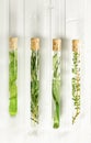 Four test tubes with medicinal herbs. Royalty Free Stock Photo
