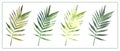 Set of four tropical branches with leaves in a watercolor technique on a white background.