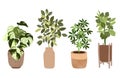 Set of four tropical houseplants in pots