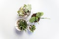 Set of four vases with succulent plants and cactuses on a white table, seen from above, top view