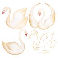 A set of four watercolor tender swans