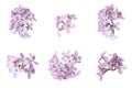 Set of fragrant lilac flowers on background