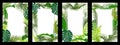 Set of frame with tropical leaf Royalty Free Stock Photo