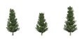 Set of Fraser Fir trees